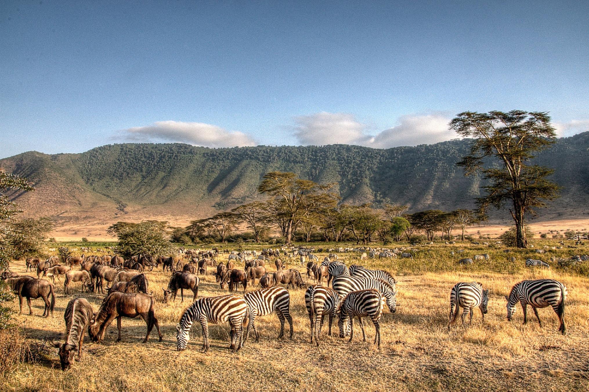 Ngorongoro Crater Game Drive
