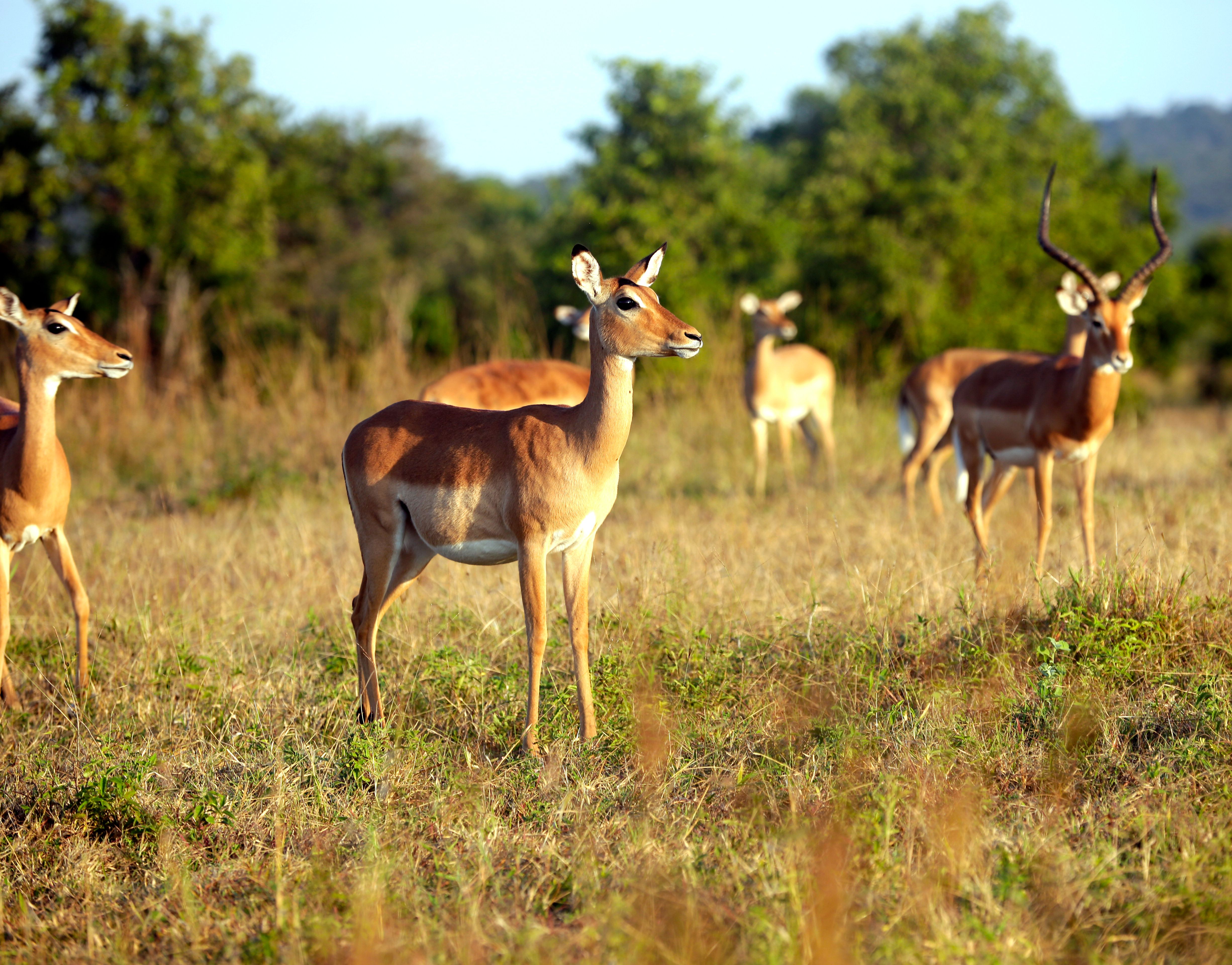 Mikumi National Park Game Drive
