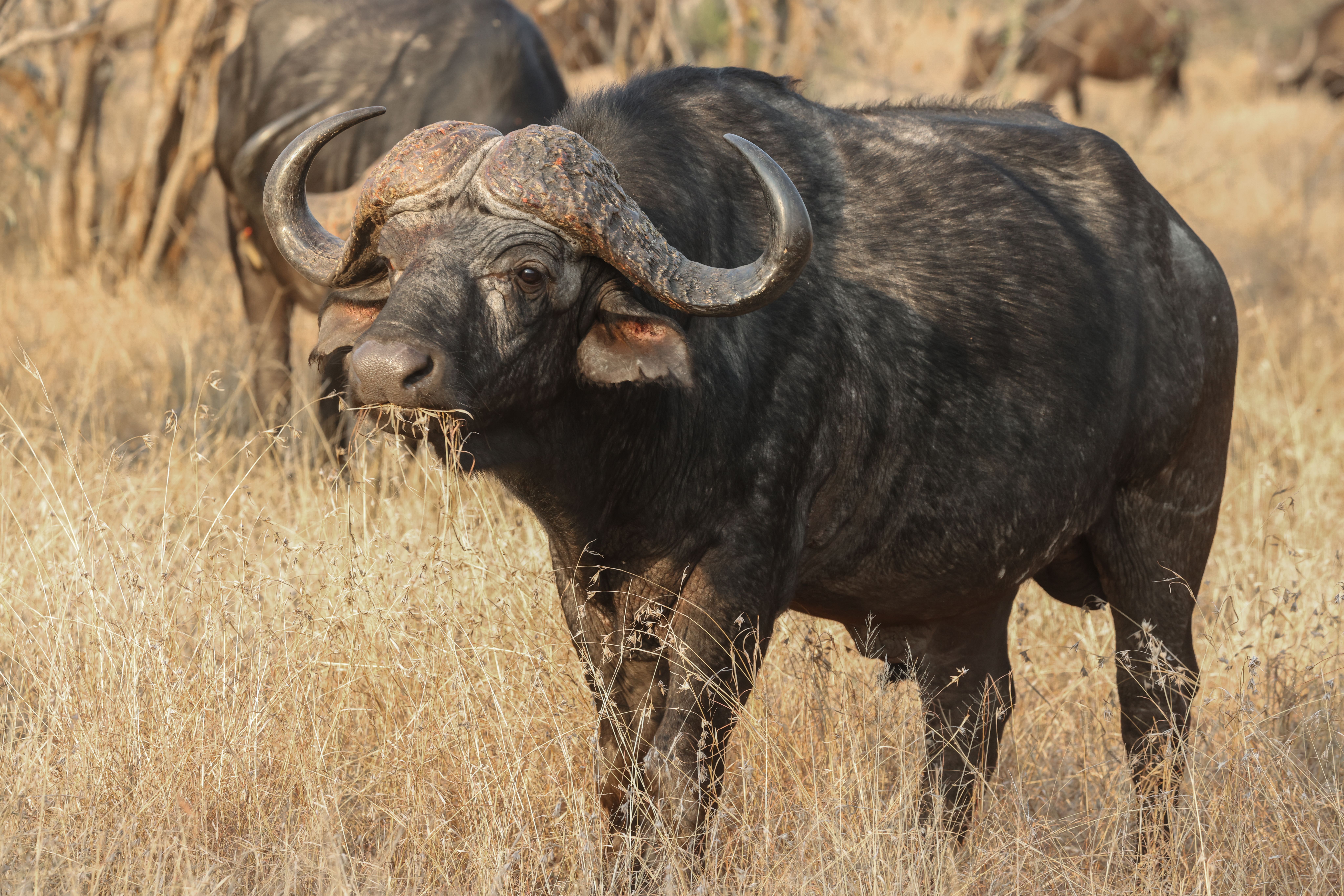 Katavi National Park Game Drive