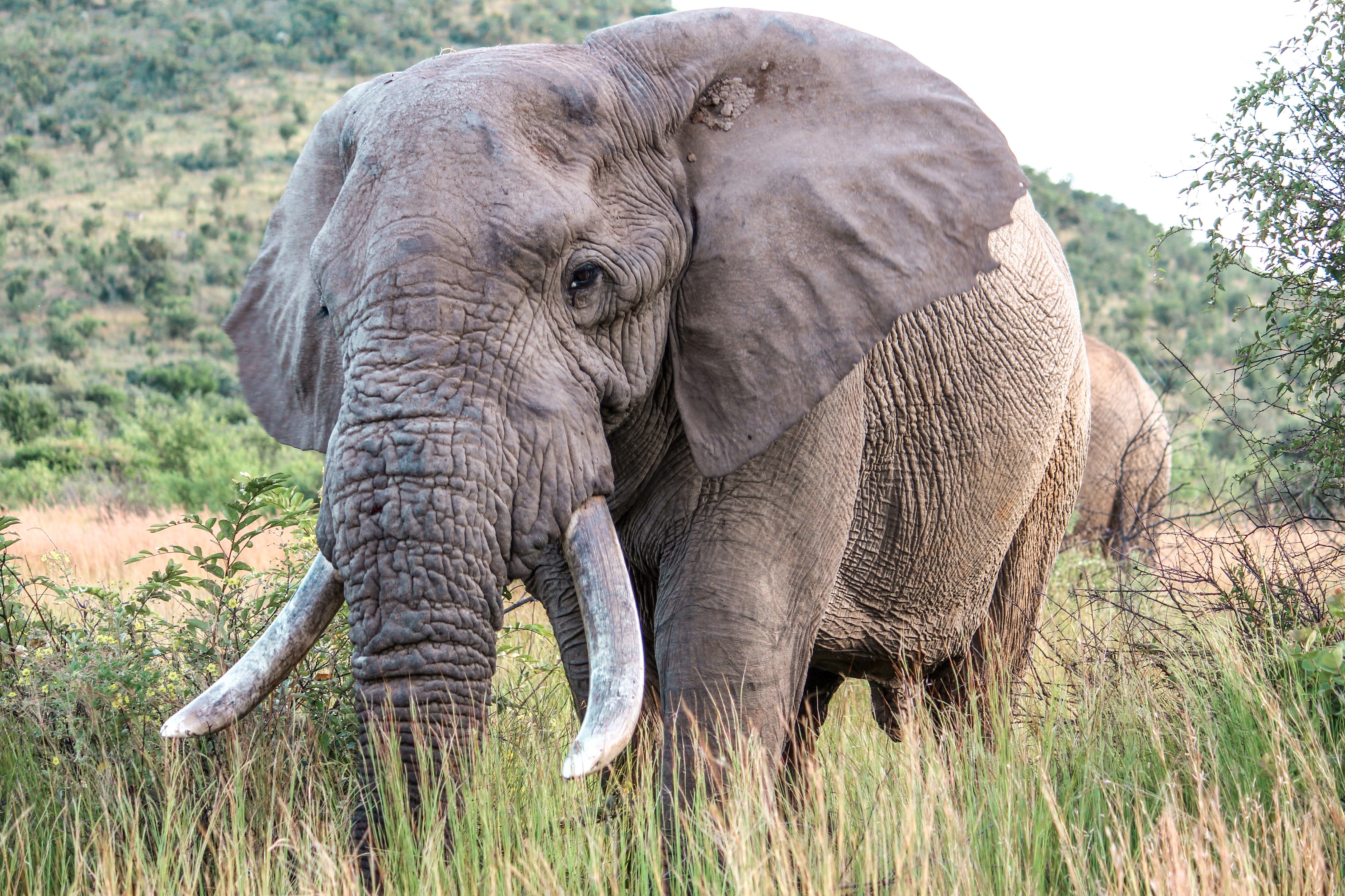 About Afrikanischer Elefant Safaris